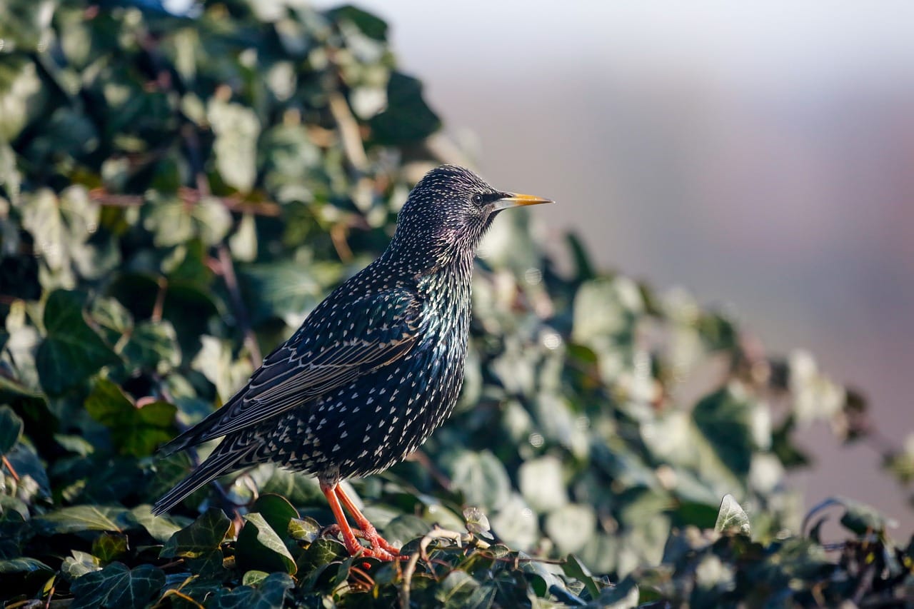 Stare budynki Hongkongu – Co warto zobaczyć poza wieżowcami?