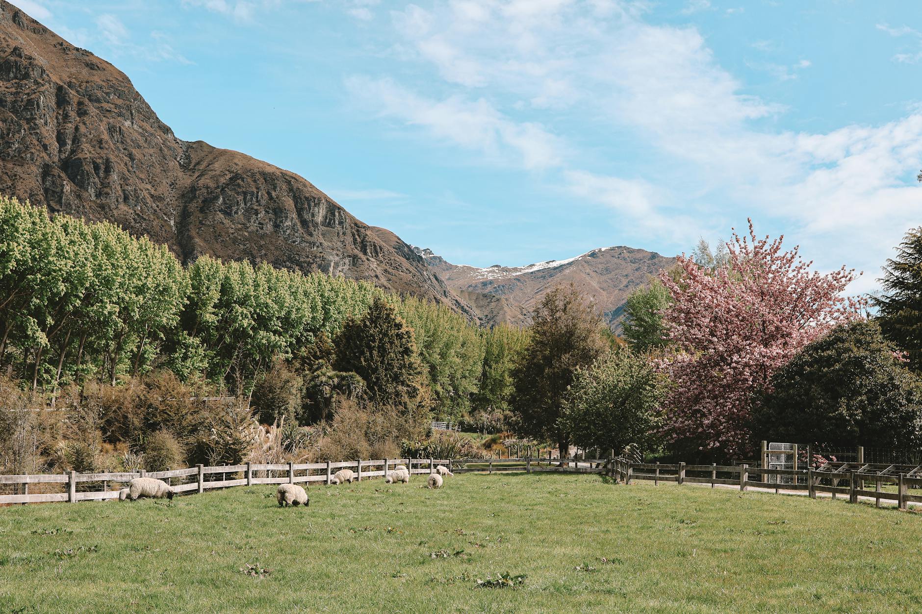 Owce na zielonej łące z widokiem na góry koło Queenstown w Nowej Zelandii